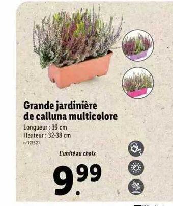 Grande jardinière de calluna multicolore
