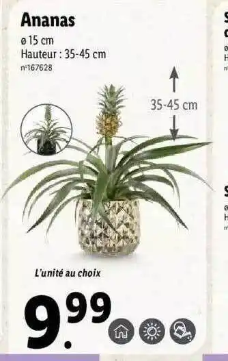 Lidl Ananas offre