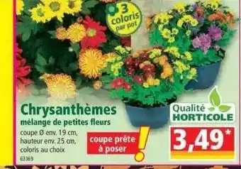 Norma Chrysanthèmes mélange de petites fleurs offre
