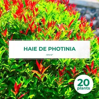 Truffaut Pepinieres naudet - kit haie photinia (photinia fraseri 'red robin') - 20 jeunes plants offre