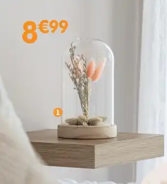 b&m Fleurs séchées sous cloche offre