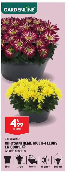 ALDI Chrysanthéme Multi-Fleurs En Coupe offre