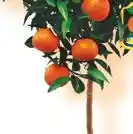 Auchan AGRUMES AVEC FRUITS offre
