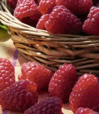 Géant Casino Framboise offre