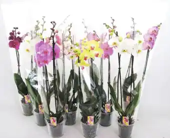 Géant Casino Phalaenopsis offre