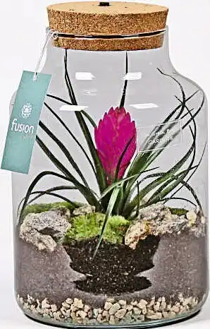 Casino Supermarchés Terrarium avec lumiere et tillandsia dia 17 cm ht 28 cm offre