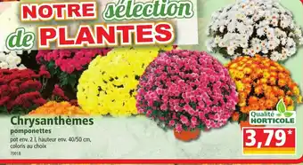 Norma Chrysanthèmes offre