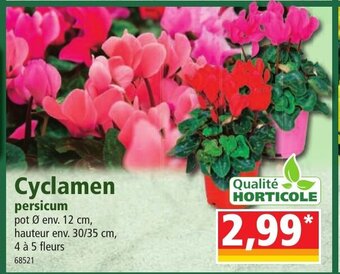 Norma Cyclamen offre