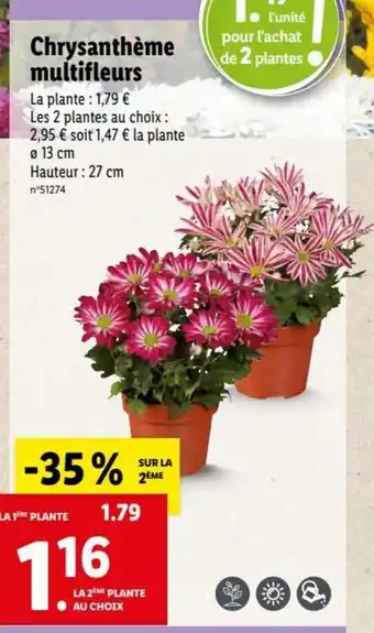 Lidl Chrysanthème multifleurs offre