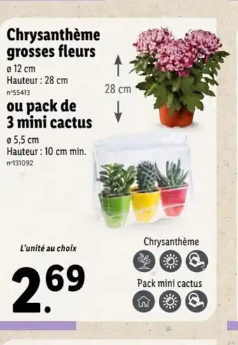 Lidl Chrysanthème Grosses Fleurs offre