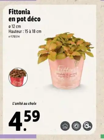 Lidl Fittonia En Pot Déco offre