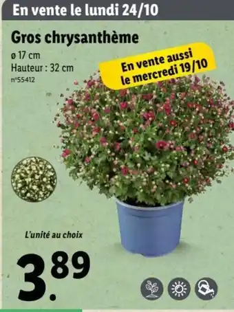 Lidl Gros Chrysanthème offre