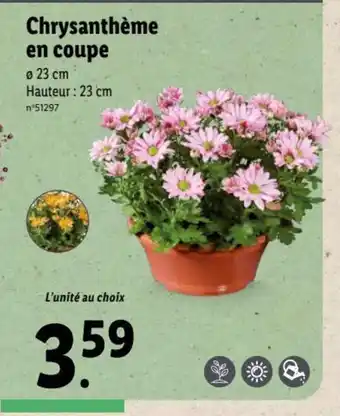 Lidl Chrysanthème En Coupe offre