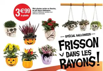 Cora x Carrefour Mini plantes vertes ou fleuries, en pot décor halloween offre