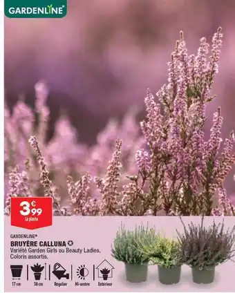 ALDI Bruyère calluna gardenline offre