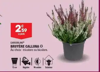 ALDI Bruyère calluna gardenline offre