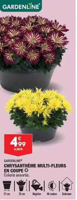 ALDI Chrysanthème multi-fleurs en coupe gardenline offre