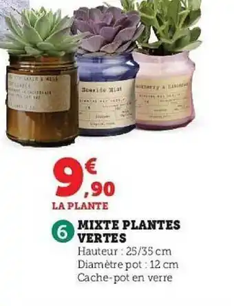 Super U Mixte plantes vertes offre
