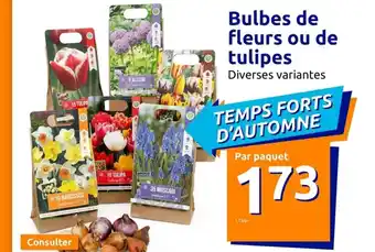 Action Bulbes De Fleurs Ou De tulipes offre