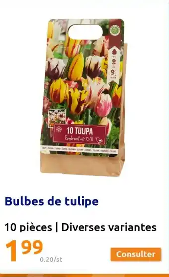 Action Bulbes De Tulipe offre