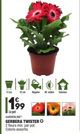 Gerbera Twister