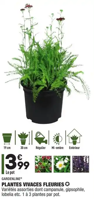 ALDI Plantes Vivaces Fleuries offre