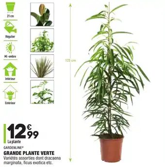 ALDI Grande Plante Verte offre