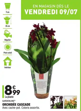 ALDI Orchidée Cascade offre