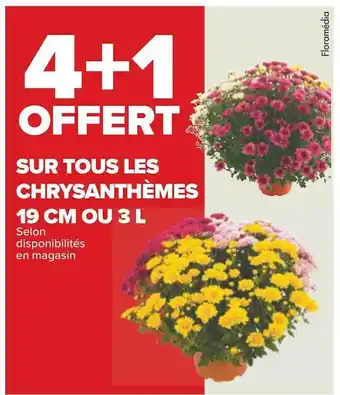 Carrefour 4+1 offert sur tous les chrysanthèmes 19 cm ou 3 l offre