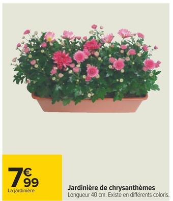 Carrefour Jardinière de chrysanthèmes offre