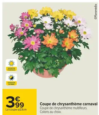 Carrefour Coupe de chrysanthème carnaval offre