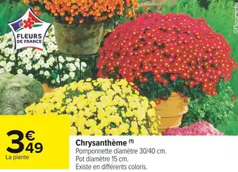 Chrysanthème