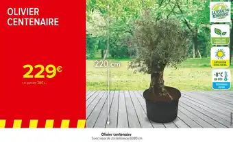 Carrefour Market Olivier centenaire offre