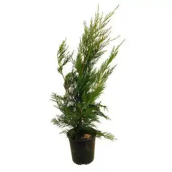 Truffaut Plantes de haie offre