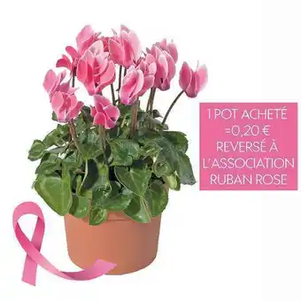 Cyclamen mini ‘ruban rose’