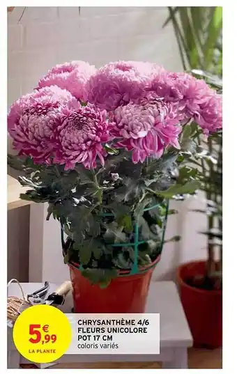 Intermarché Hyper Chrysanthème 4-6 fleurs unicolore pot 17 cm offre