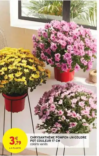 Intermarché Hyper Chrysanthème pompon unicolore pot couleur 17 cm offre