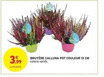 Intermarché Hyper Bruyère calluna pot couleur 13 cm offre