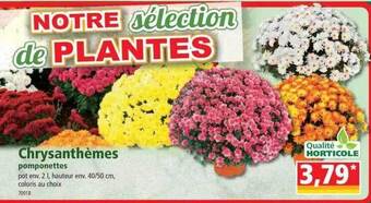 Norma Chrysanthèmes pomponettes offre