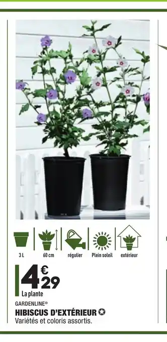 ALDI Hibiscus D'Extérieur offre