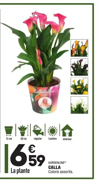 ALDI Calla offre