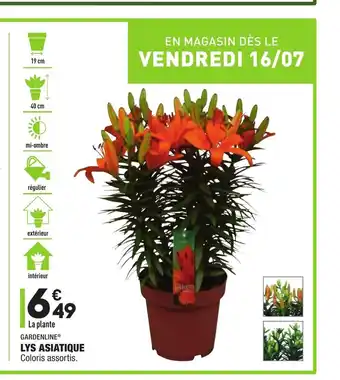 ALDI Lys Asiatique offre
