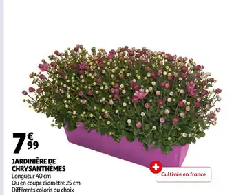 Auchan Jardinière de chrysanthèmes offre