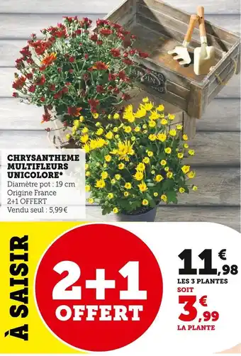Super U Chrysantheme multifleurs unicolore offre
