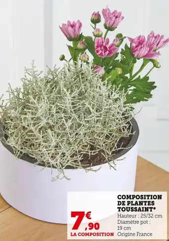 Super U Composition de plantes toussaint offre