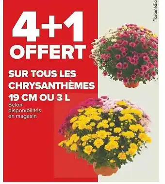 Chrysanthèmes 19 cm ou 3 l