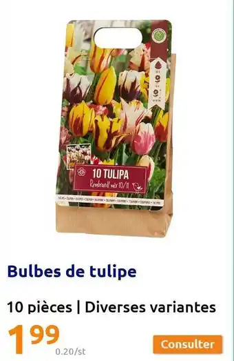 Action Bulbes de tulipe offre