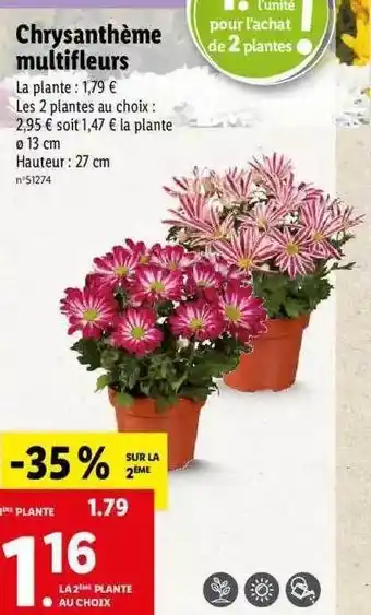 Lidl Chrysanthème multi fleurs offre