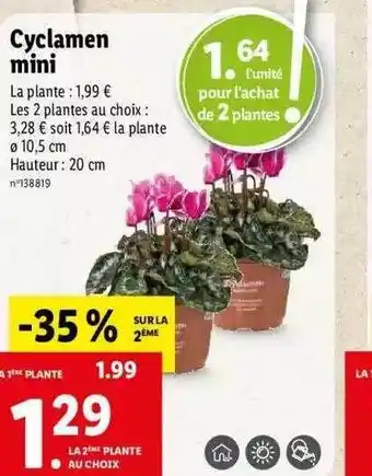 Lidl Cyclamen mini offre