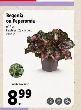 Lidl Begonia ou peperomia offre